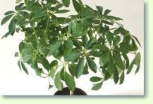 Zum vergrößern klicken Schefflera arboricola