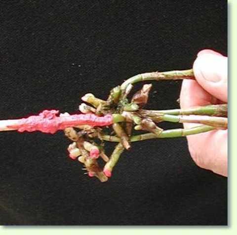 Die getrimmten Wurzeln der Orchidee werden versiegelt