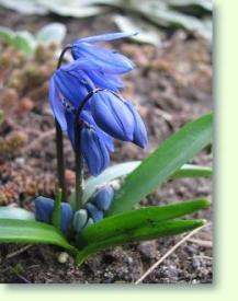 Scilla