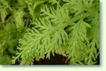 Mooskraut Selaginella ornithopodioides