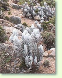 Senecio haworthii