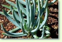 Senecio mandraliscae