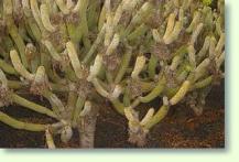 Senecio kleinia