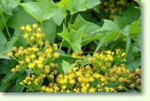 Senecio mikanioides