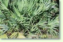 Serenoa repens green - gr�ne S�gepalme