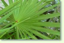 Serenoa repens green - gr�ne S�gepalme