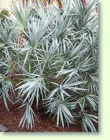 Serenoa repens silver - silberne S�gepalme