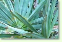 Serenoa repens silver - silberne S�gepalme