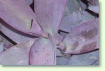 Setcreasea purpurea