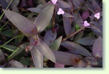 Setcreasea purpurea