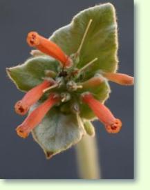 Gloxinie Sinningia