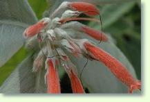 Gloxinie Sinningia canescens