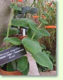 Gloxinie Sinningia canescens