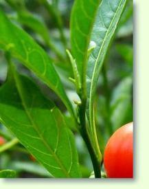 Solanum