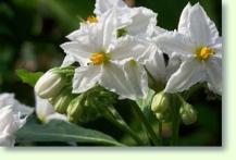 Solanum bonariense