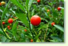 Solanum pseudocapsicum