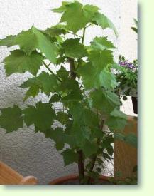 Zimmerlinde Sparmannia africana