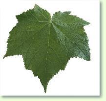 Zimmerlinde Sparrmannia africana