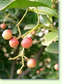 Spindelstrauch Euonymus japonicus