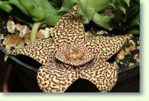 Zum vergrößern klicken Kulturanleitung Stapelia