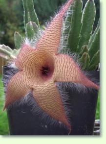 Aasblume