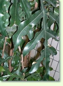 Feuerradbaum  Stenocarpus sinuatus