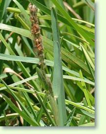 Stenotaphrum secundatum