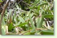 Stenotaphrum secundatum