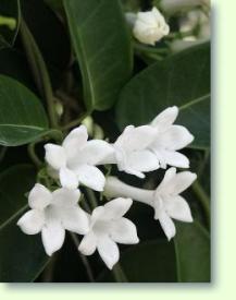 Zum vergrößern klicken Kranzschlinge Stephanotis floribunda