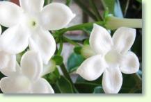 Kranzschlinge Stephanotis