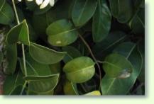 Zum vergrößern klicken Kranzschlinge Stephanotis
