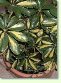 Schefflera arboricola variegata