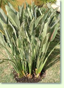 Strelitzia