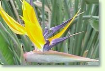 Strelitzia reginae