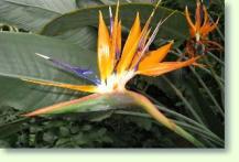 Strelitzia reginae