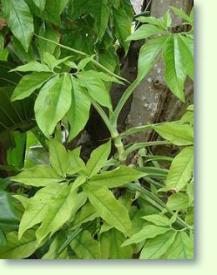 Purpurtute Syngonium