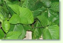 Purpurtute Syngonium podophyllum