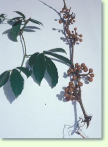 Tetrastigma