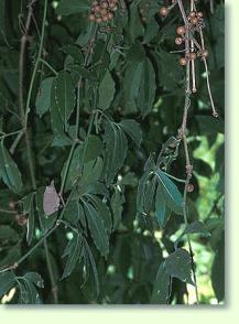 Tetrastigma