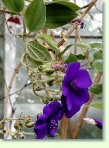 Tibouchina semidecandra