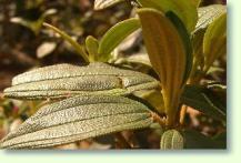 Tibouchina lepidota