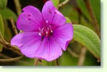 Thunbergia alata