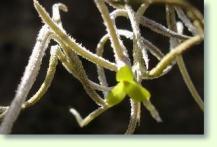 Tillandsia usneoides Mascarin