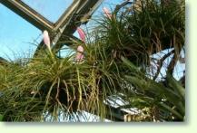 Tillandsia cyanea