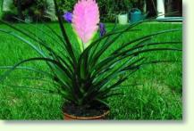 Zum vergrößern klicken Tillandsia cyanea
