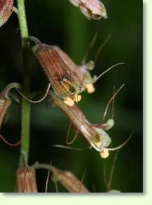 Zum vergrößern klicken Tolmiea menziesii