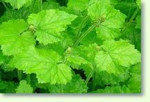 Zum vergrößern klicken Tolmiea menziesii