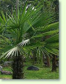 Trachycarpus fortunei - Chinesische Hanfpalme