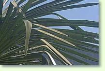 hanfpalme