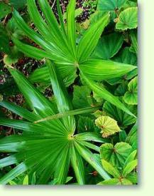 Zum vergrößern klicken Trachycarpus latisectus